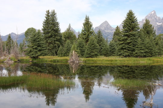 Evergreen Trees Reflecting in a Body of Water