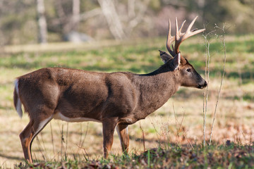 Whitetail Buck