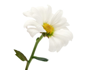 white daisy