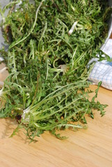 Zubereitung Löwenzahnsalat (Taraxacum)Heilpflanze