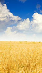 Naklejka premium rye field