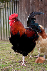 Hahn mit rotem Kamm