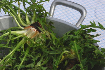 Zubereitung Löwenzahnsalat (Taraxacum)Heilpflanze
