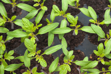 tomato seedling