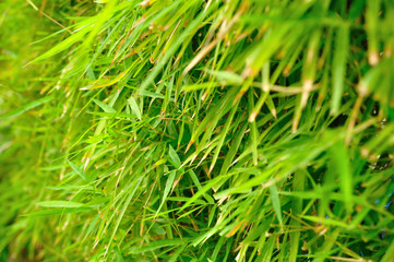 Background of bamboo leaves