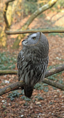 chouette lapone surveillant le ciel