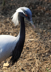 portrait de la grue de numidie