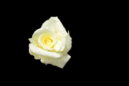Pale yellow white rose isolated on black
