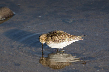 Correlimos de Baird (Calidris bairdii)