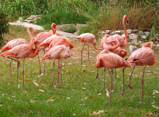 Pink flamingos