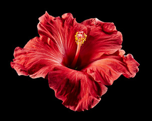Hibiskus rot Blume schwarz2 © Tran-Photography