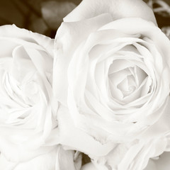 White roses in close up - romantic background
