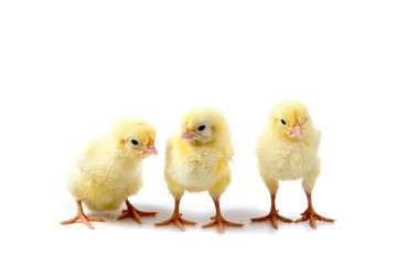 Chickens