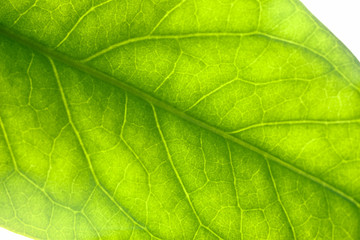 Fototapeta na wymiar Green leaf closeup