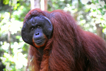 Alpha-male of the Orangutan. © Uryadnikov Sergey