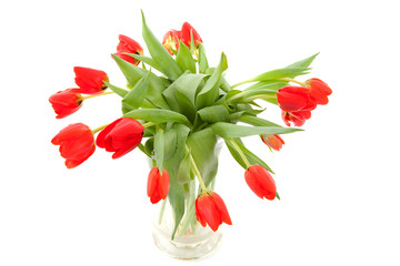 bouquet of red tulips over white background