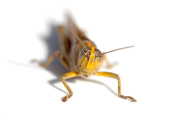 brown grasshopper in closeup over white background