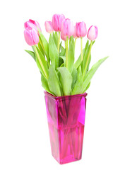 Pink Dutch tulips in vase over white background