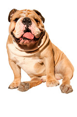 Champion English Bulldog isolated on white background