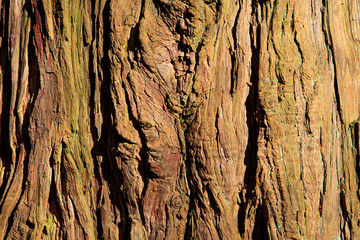 background of old tree trunk