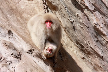 ニホンザル (東京・上野動物園)