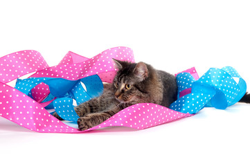 Cute tabby kitten with ribbons