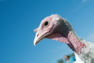 Turkey and blue sky