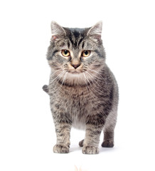Fototapeta premium Tabby cat on white