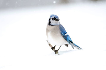 Blue jay perched on a stick