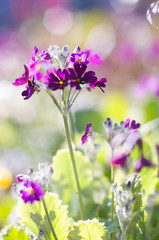 Obraz premium お花