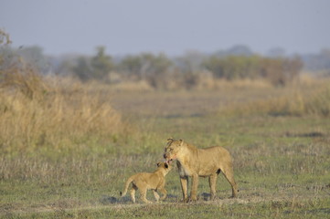 Lioness after hunting with cub.