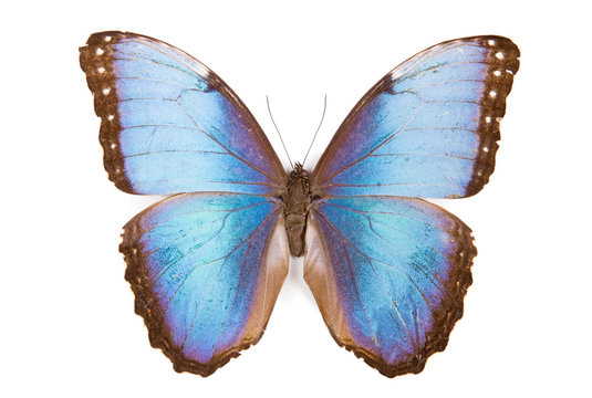 Black and blue butterfly Morpho peleides isolated