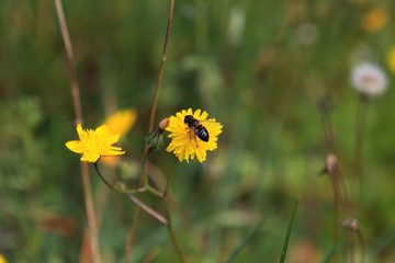 Abeille butinant