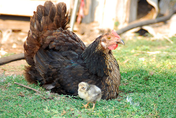 курица с цыпленком