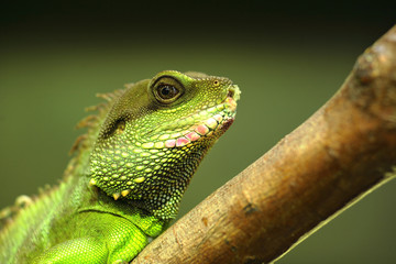 green iguana on tree branch
