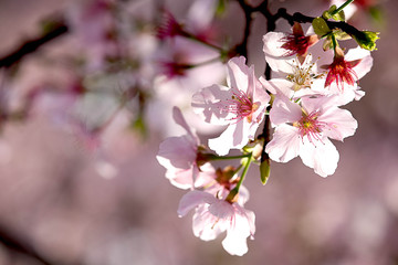 Pink Cherry blossom with nice background