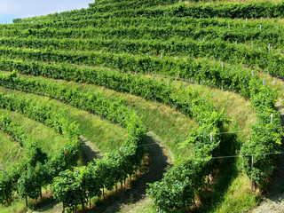 rzędy winogron prosecco w obszarze valdobbiadene, treviso - 30709555