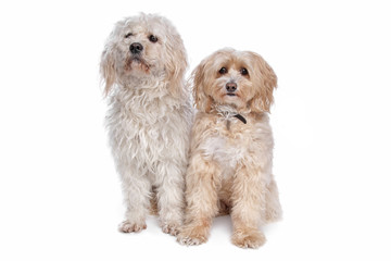 Maltese and a shih tzu dog