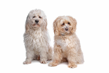 Maltese and a shih tzu dog