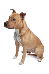 mixed breed stafford terrier puppy