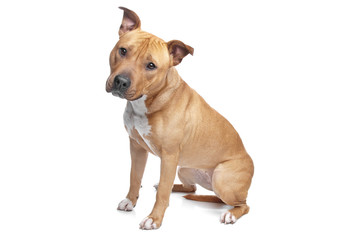 Obraz premium Szczeniak Stafford Terrier rasy mieszanej