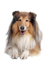 Rough Collie