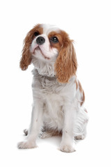 cavalier king charles spaniel