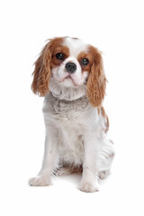 cavalier king charles spaniel