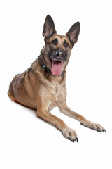 Belgian Shepherd Dog