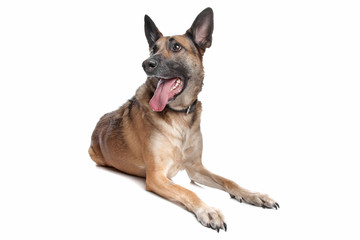 Obraz premium Belgian Shepherd Dog
