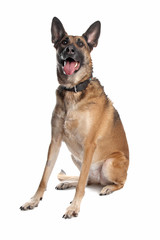 Obraz premium Belgian Shepherd Dog