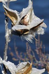 Milkweed Pod (Dried out)