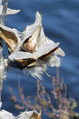 Milkweed Pod (Dried out)