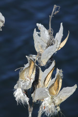 Milkweed Pod (Dried out)
